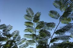 IMG_1473-scaled