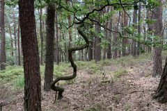 IMG_4575-scaled