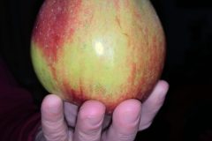 IMG_4751-scaled
